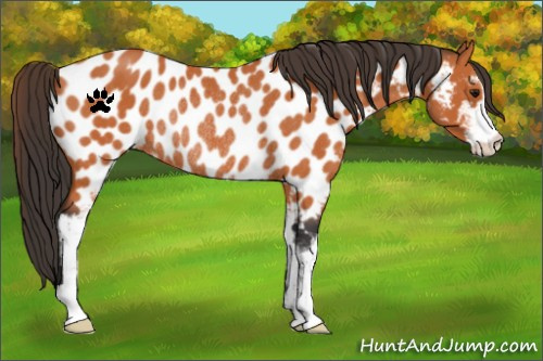Horse Color:Bay Sabino Appaloosa Rabicano 