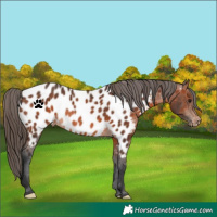 Horse Color:Brown Appaloosa Rabicano 