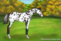 Horse Color:White Spotted Liver Chestnut Frame Appaloosa 