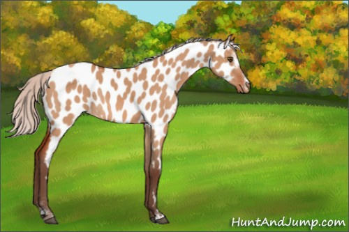 Horse Color:Silver Bay Dun Sabino Appaloosa Rabicano 