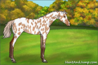 Horse Color:Silver Bay Dun Sabino Appaloosa Rabicano 