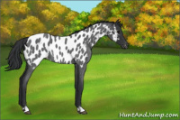 Horse Color:Blue Roan Near Leopard Rabicano
