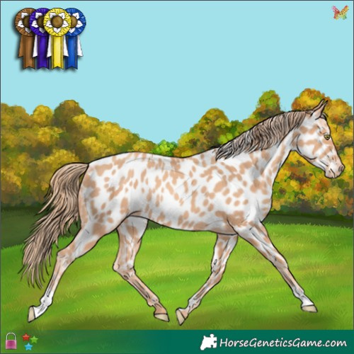 Horse Color:Gold Champagne Appaloosa Rabicano 