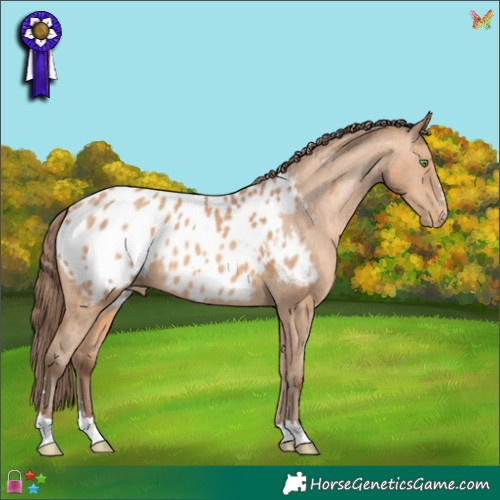 Horse Color:Amber Champagne Appaloosa Rabicano 