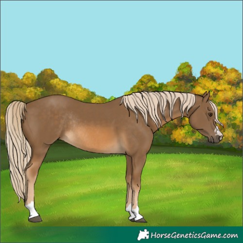 Horse Color:Chocolate Palomino Rabicano 