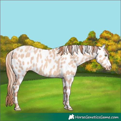 Horse Color:Gold Champagne Dun Appaloosa 