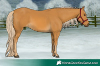 Horse Color:Palomino 