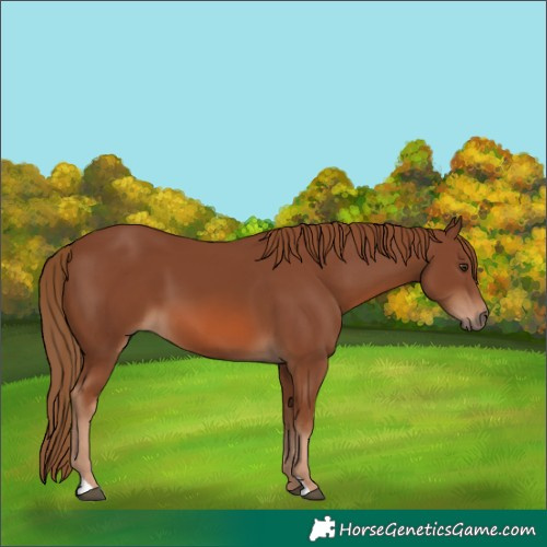 Horse Color:Chestnut 