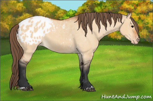 Horse Color:Bay Dun Appaloosa