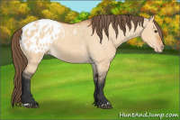Horse Color:Bay Dun Appaloosa 