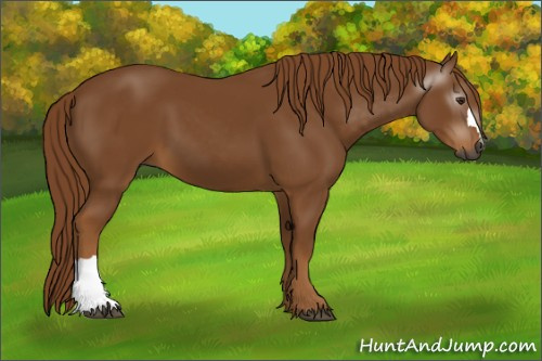 Horse Color:Gray Chestnut 