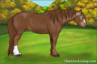 Horse Color:Gray Chestnut