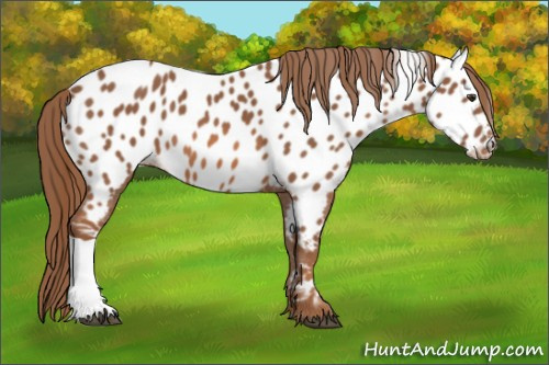 Horse Color:Chestnut Appaloosa 