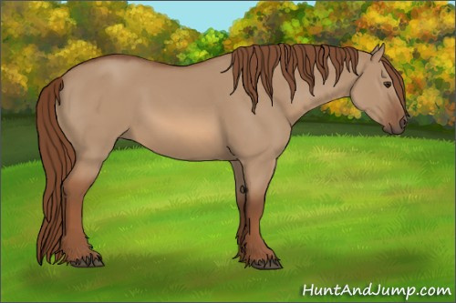 Horse Color:Red Dun 