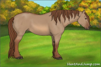 Horse Color:Red Dun 
