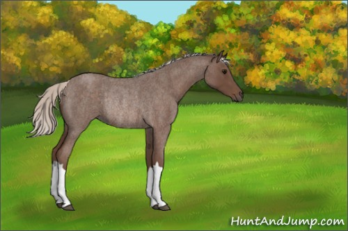 Horse Color:Silver Blue Roan Rabicano 