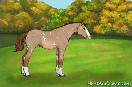 Horse Color:White Spotted Red Dun Splash Rabicano 