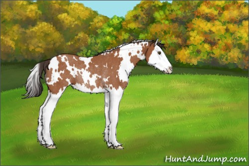 Horse Color:White Spotted Bay Splash Rabicano 