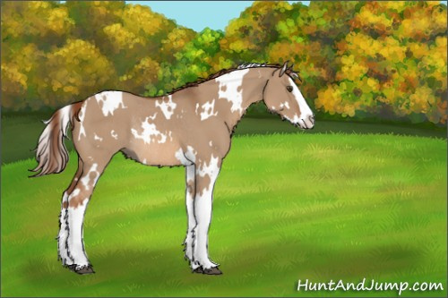 Horse Color:White Spotted Red Dun Splash Rabicano 