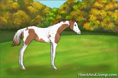 Horse Color:Chestnut Splash Tobiano 