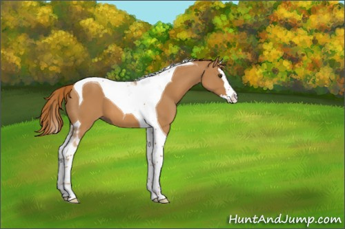 Horse Color:Chestnut Splash Tobiano 