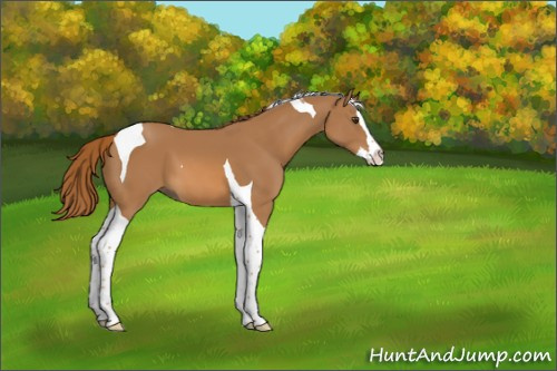 Horse Color:Chestnut Splash Tobiano 