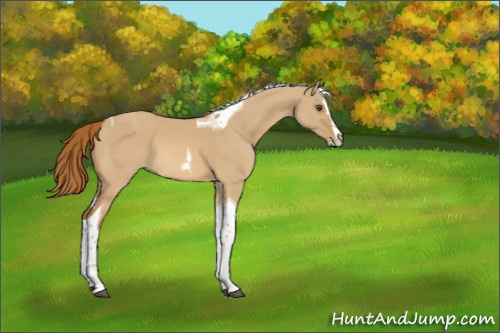 Horse Color:Red Dun Splash Tobiano 