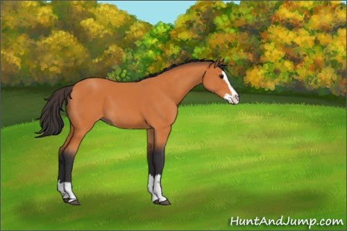 Horse Color:Bay Sabino Splash 