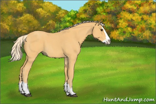 Horse Color:Palomino Roan Splash 