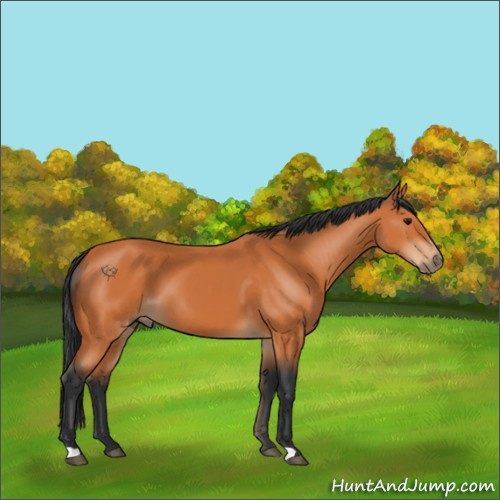 Horse Color:Bay 