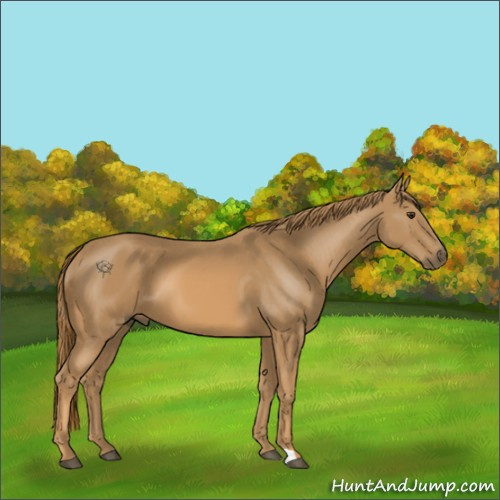 Horse Color:Chestnut 