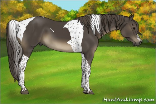 Horse Color:Smoky Black Tobiano 