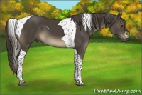 Horse Color:Smoky Black Tobiano 