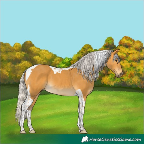 Horse Color:Silver Buckskin Tobiano 
