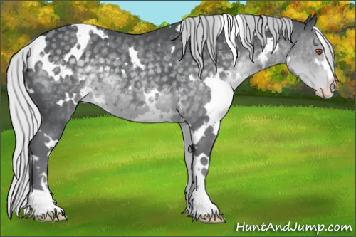 Horse Color:White Spotted Silver Black Chinchilla Sabino 