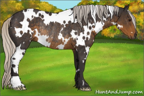 Horse Color:White Spotted Silver Smoky Black Rabicano 