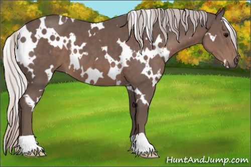 Horse Color:White Spotted Silver Black 