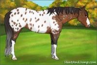Horse Color:Buckskin Near Leopard Rabicano 