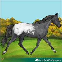 Horse Color:Black Appaloosa 