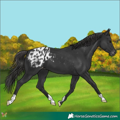 Horse Color:Black Appaloosa 