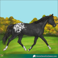 Horse Color:Black Appaloosa 