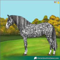 Horse Color:Black Appaloosa 