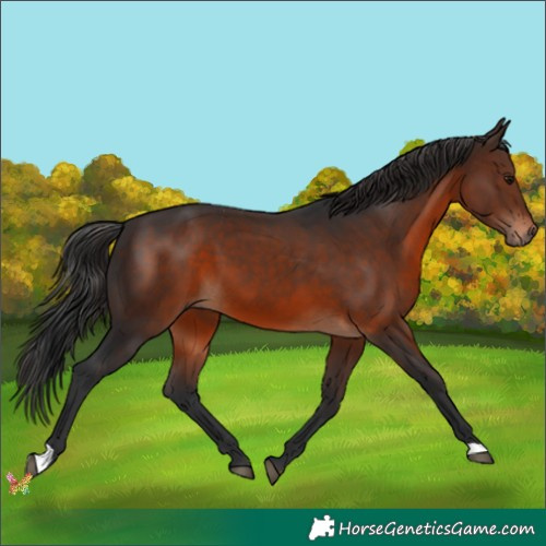 Horse Color:Brown 