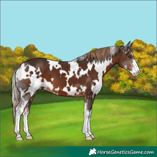 Horse Color:White Spotted Liver Chestnut Sabino 