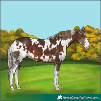Horse Color:White Spotted Liver Chestnut Sabino 