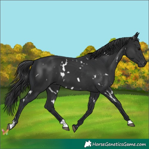 Horse Color:White Spotted Black 