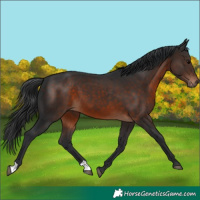 Horse Color:Brown 