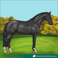 Horse Color:Black 