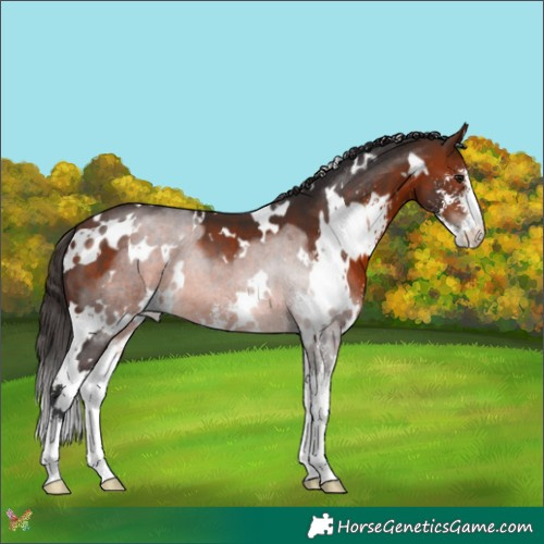 Horse Color:White Spotted Bay Sabino 