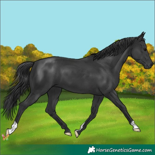 Horse Color:Black 